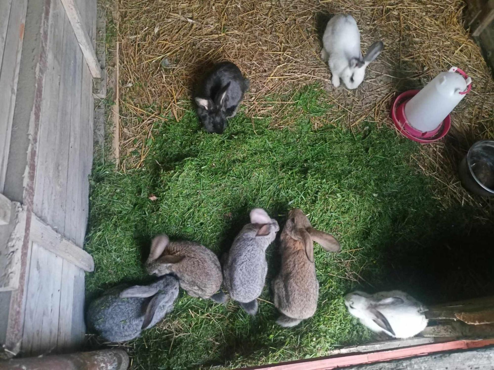 Malinowy Gaj - Agroturystyka Z Alpakami I Innymi Zwierzetami Swietajno  Exterior photo