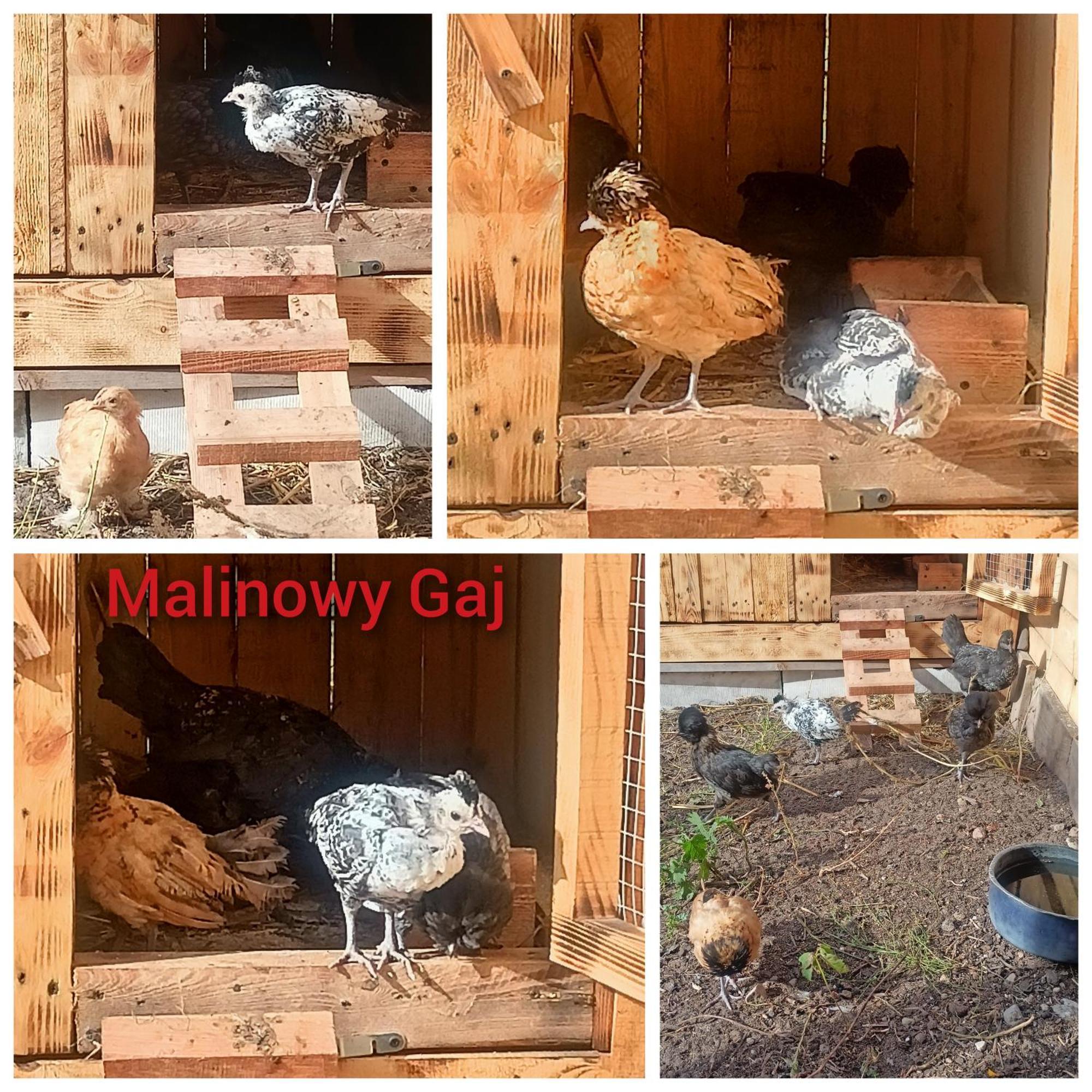 Malinowy Gaj - Agroturystyka Z Alpakami I Innymi Zwierzetami Swietajno  Exterior photo